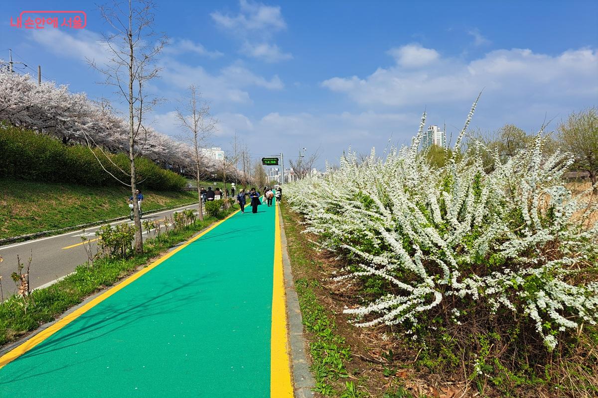 안양천 길을 따라 뚝방길에는 벚꽃이, 산책길에는 조팝나무 꽃이 피어 있다. &copy;홍지영
