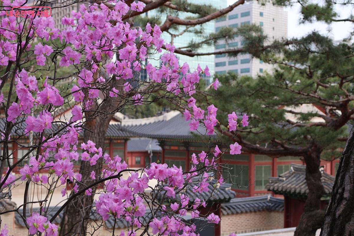 전통 궁궐과 현대 빌딩 사이, 분홍빛 진달래가 화사한 경계를 만든다. &copy;이봉덕