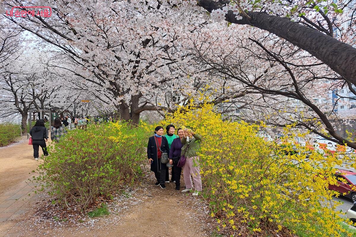 영등포 뚝방길에 벚꽃과 개나리가 어우러진 곳에서 추억을 남겨본다. &copy;홍지영