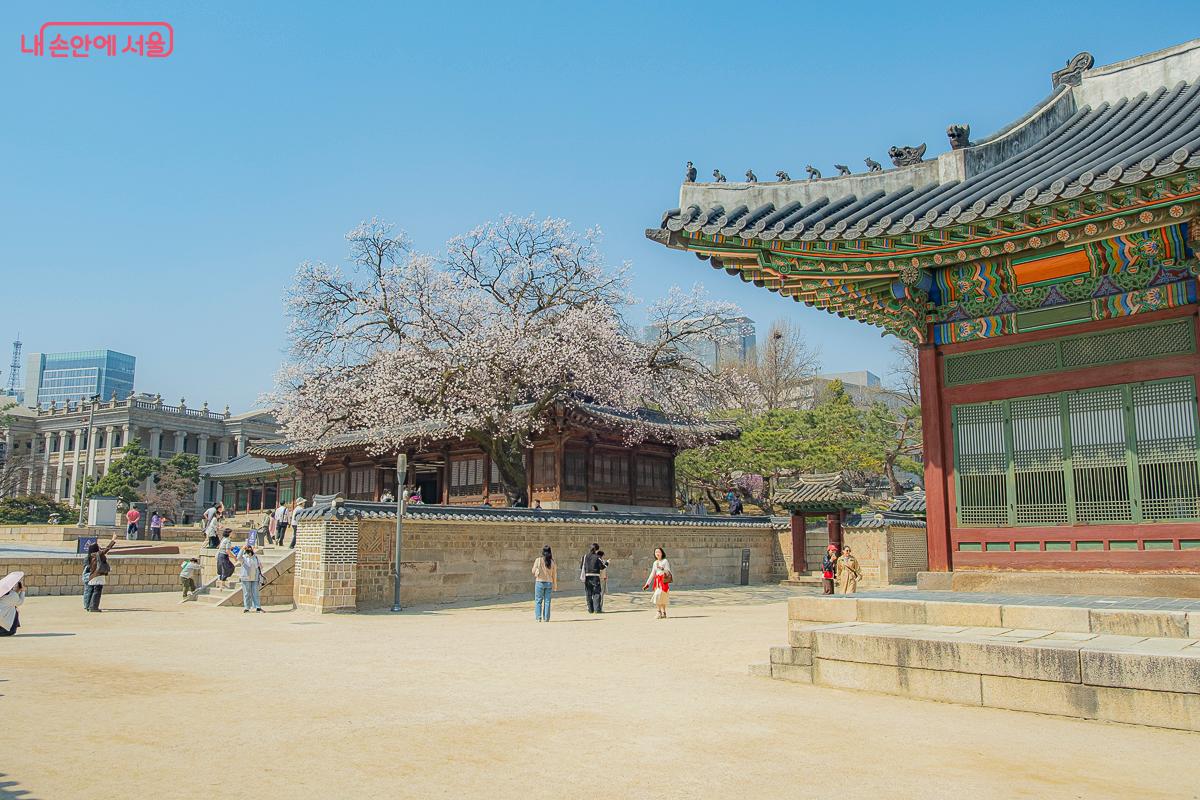 석어당 앞에 살구나무 꽃이 피어나고 있다. &copy;김지연