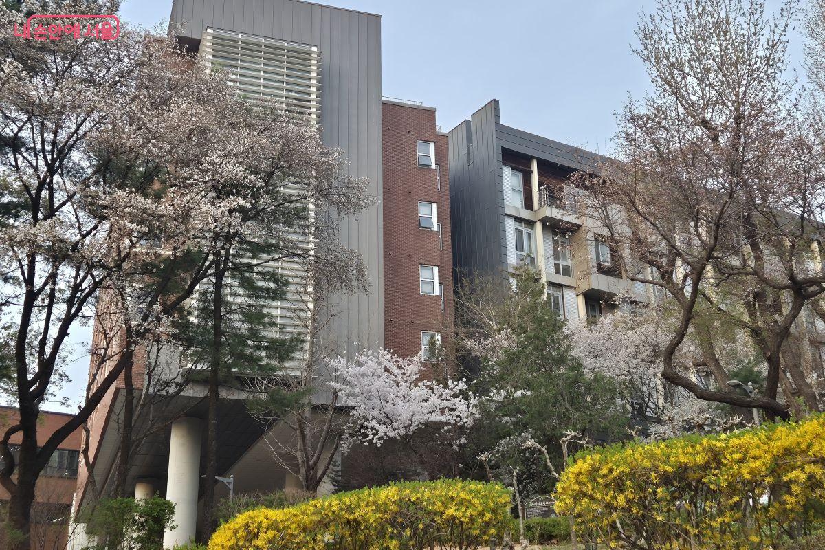 개나리와 벚꽃이 조화롭다