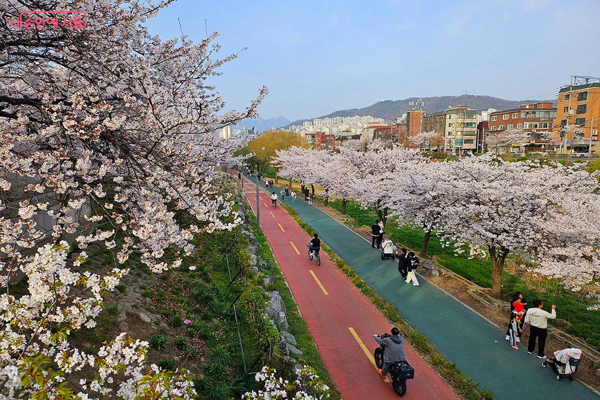 산책로를 따라 벚꽃 사진을 찍는 시민들.ⓒ이정민