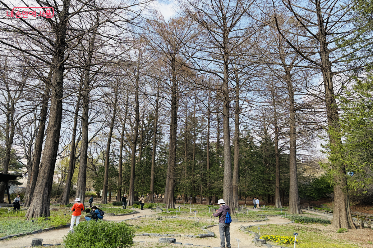 홍릉숲에서 볼 수 있는 오래된 고목 &copy;김경선