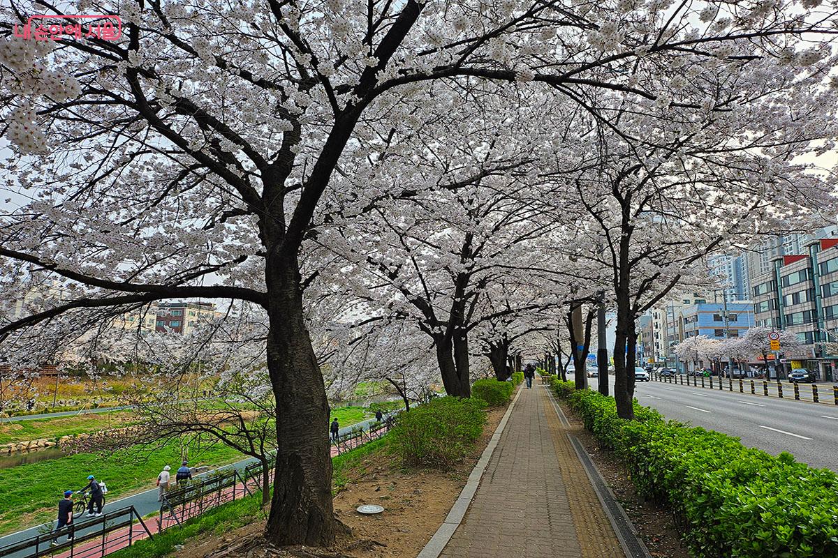 벚꽃 전체샷이 잘나오는 도로변 벚꽃길.ⓒ이정민