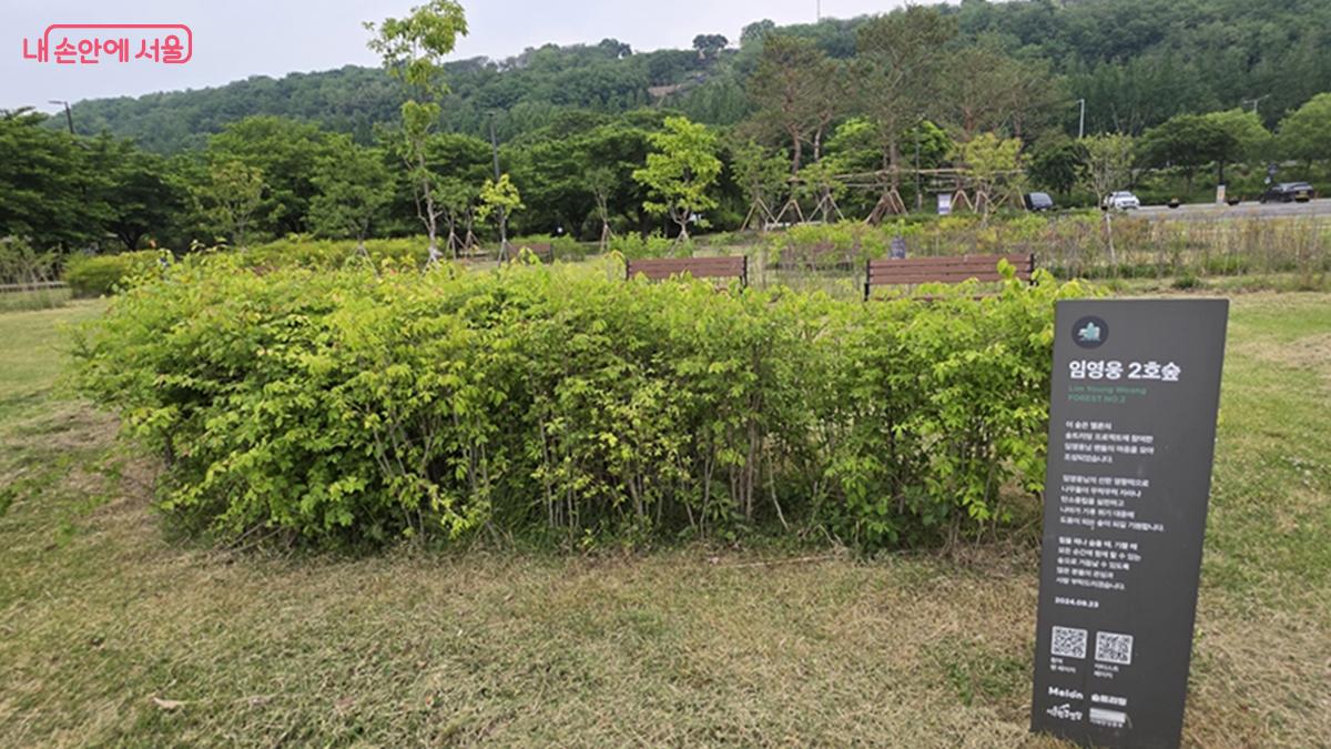 난지한강공원 스타숲에 있는 임영웅 2호숲 모습