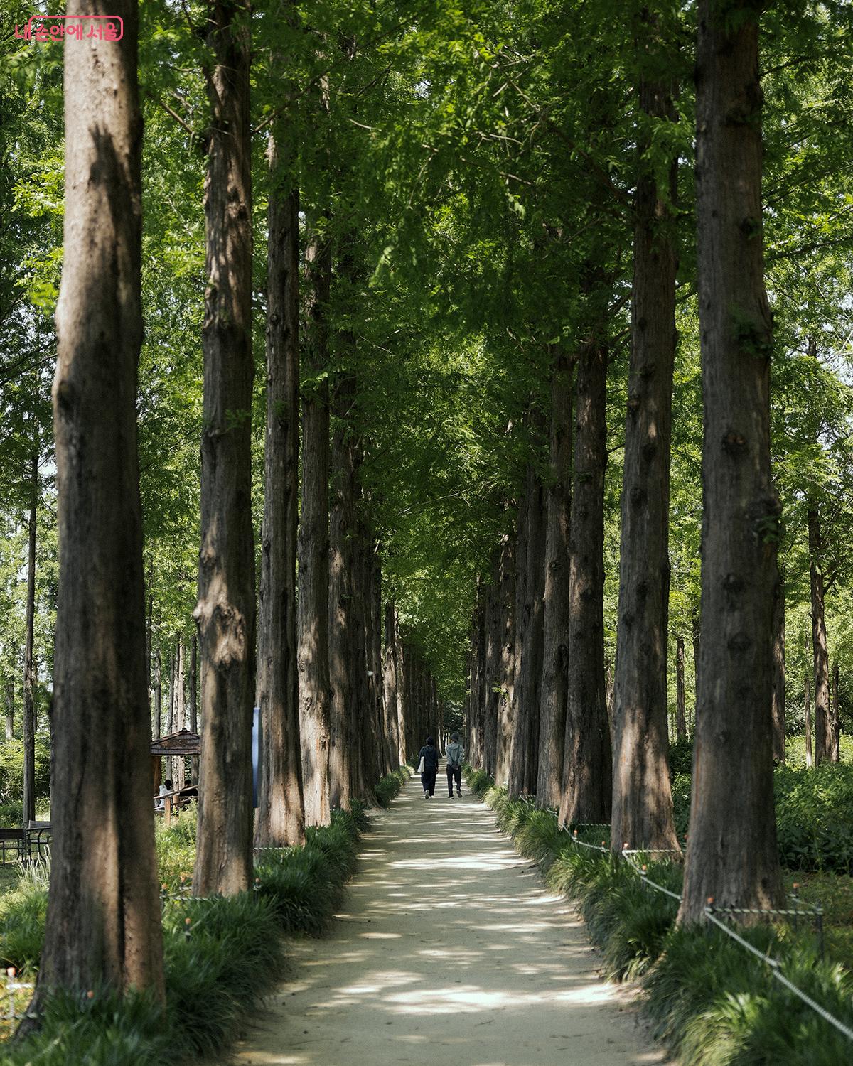 중간의 ‘메타세쿼이아길’은 가장 인기 있는 산책로다. ©김아름
