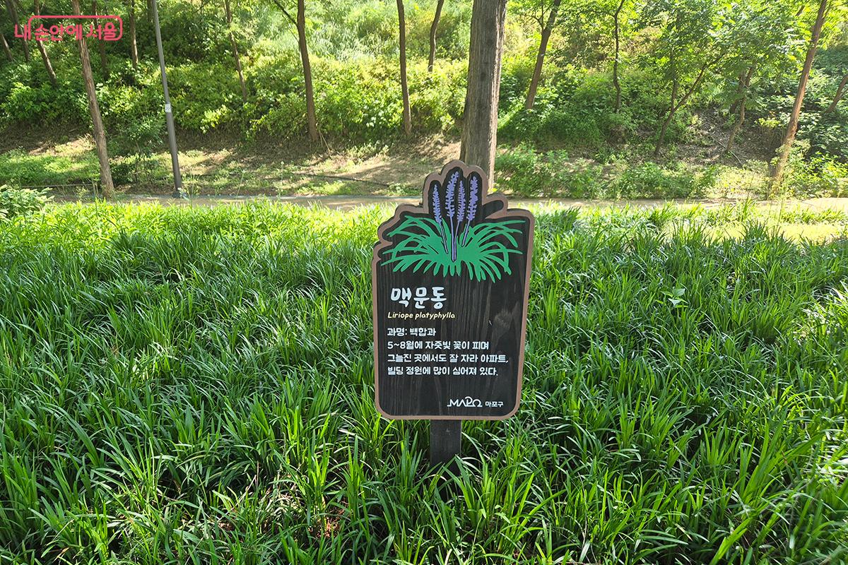 맥문동은 5~8월에 자줏빛 꽃이 피며, 그늘진 곳에서도 잘 자라 아파트나 빌딩 정원에 많이 심는다.
