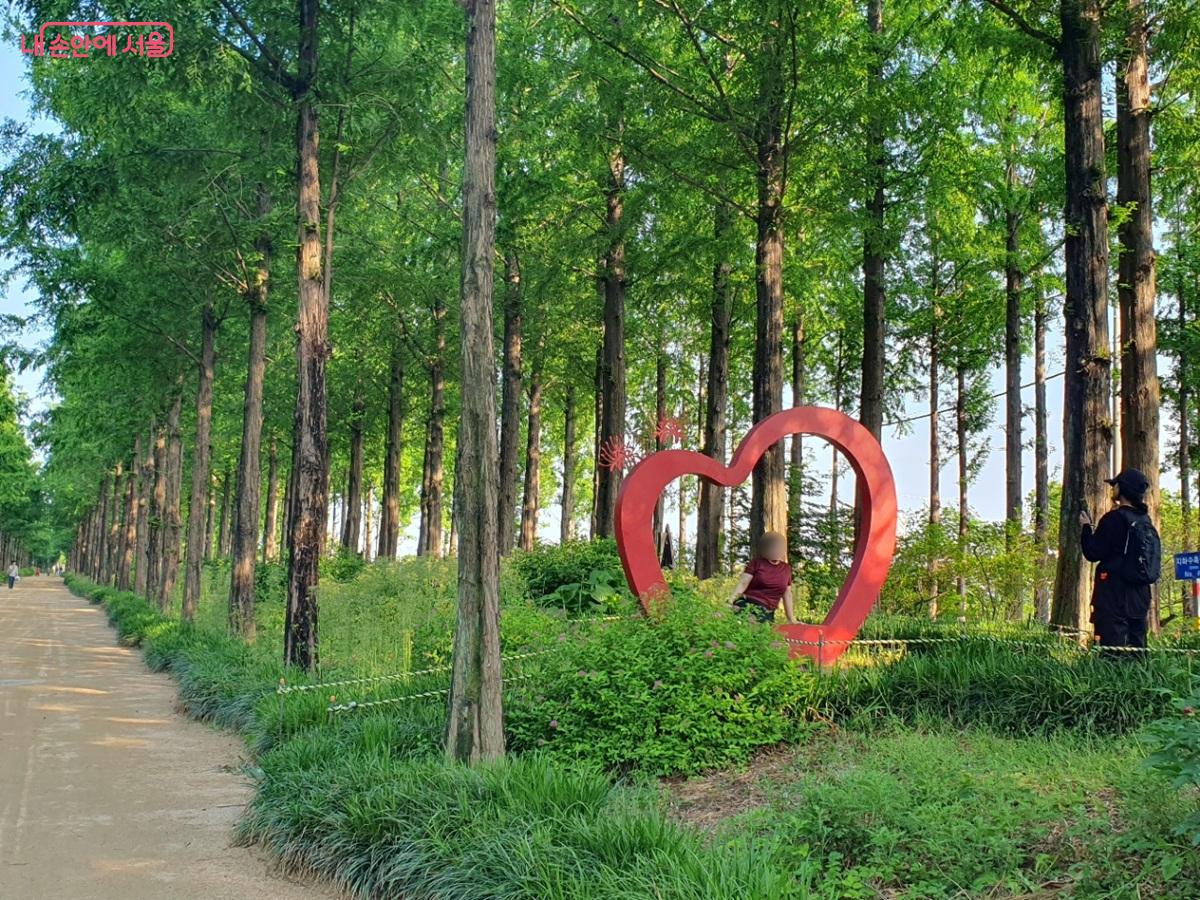 메타세쿼이아 숲길은 청량감으로 찾아가기 좋은 여름 산책 명소다. ©엄윤주