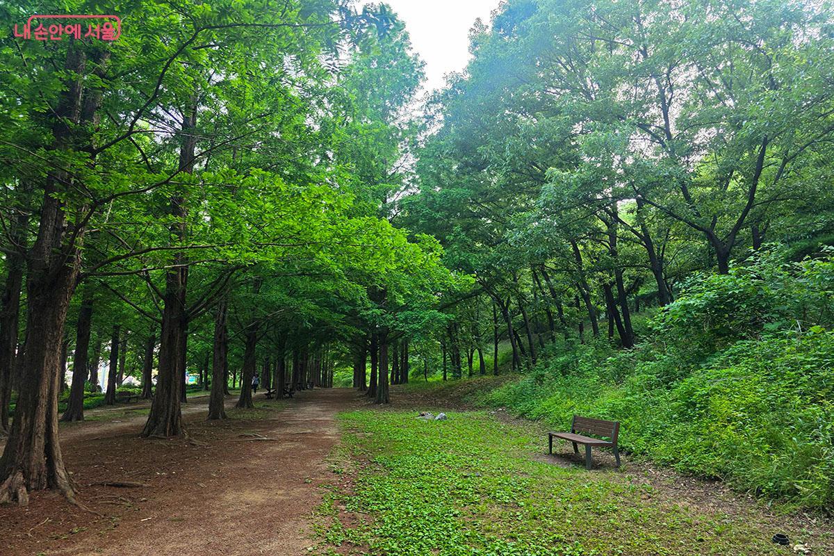 보기만 해도 힐링되는 하늘공원 메타세쿼이아길 &copy;이정민