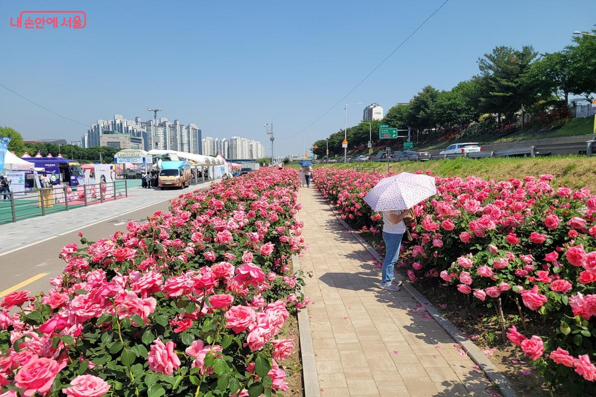 끝없이 이어진 중랑천 장미길 &copy;조연