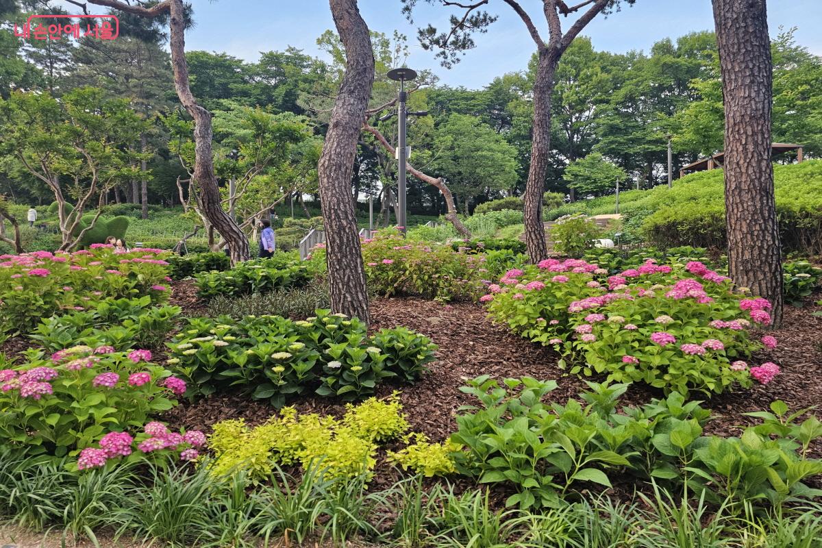 도보 5분 내 거리에 있는 초안산수국동산에 방문해 보는 걸 추천한다. &copy;염지연