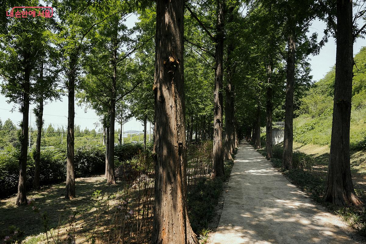노을공원 메타세쿼이아길(1.0km) 전경 ©김아름