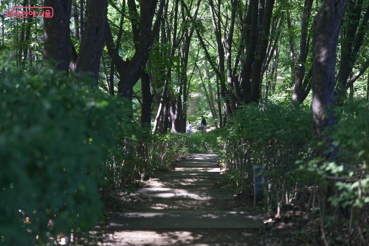 용왕산 스카이워크로 향하는 길에 멋진 등산로 풍경도 즐길 수 있다.