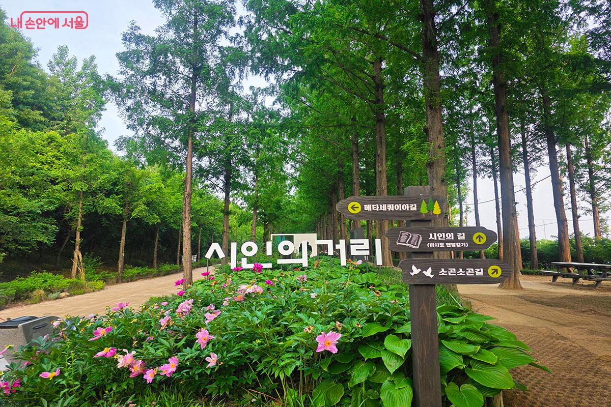 맨발 걷기, 러닝하기 좋은 '시인의 거리' 메타세쿼이아길 &copy;이정민