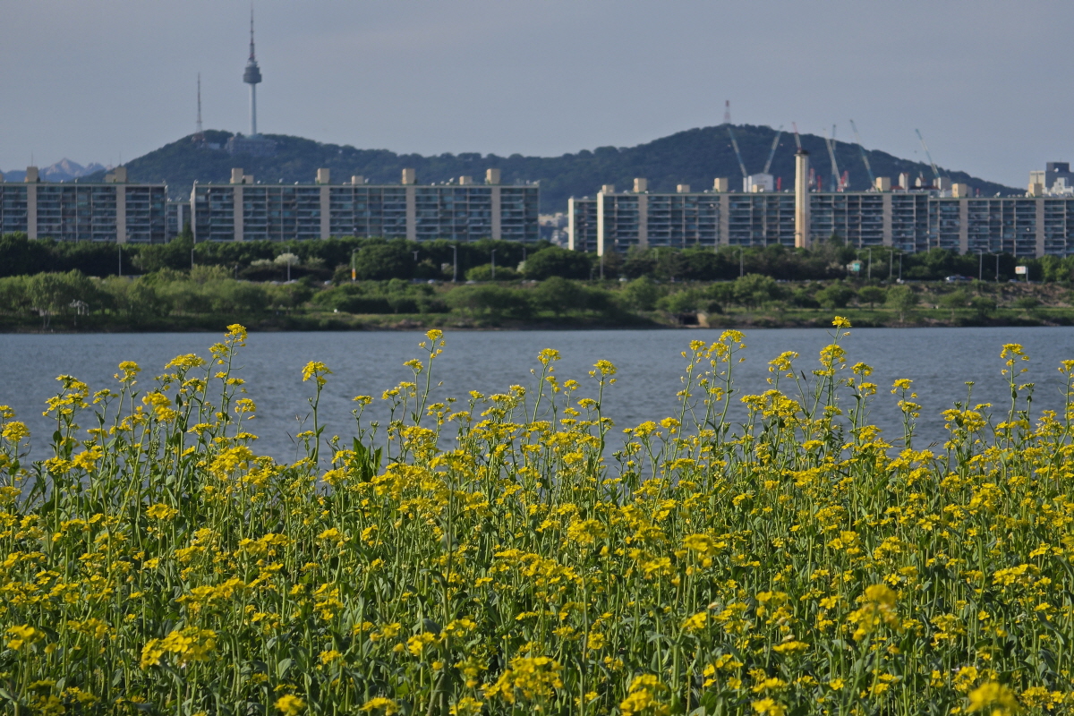 노을과 유채꽃, 음악까지&hellip;봄날 감성 가득했던 &lsquo;한강 서래섬 피크닉 콘서트&rsquo;
