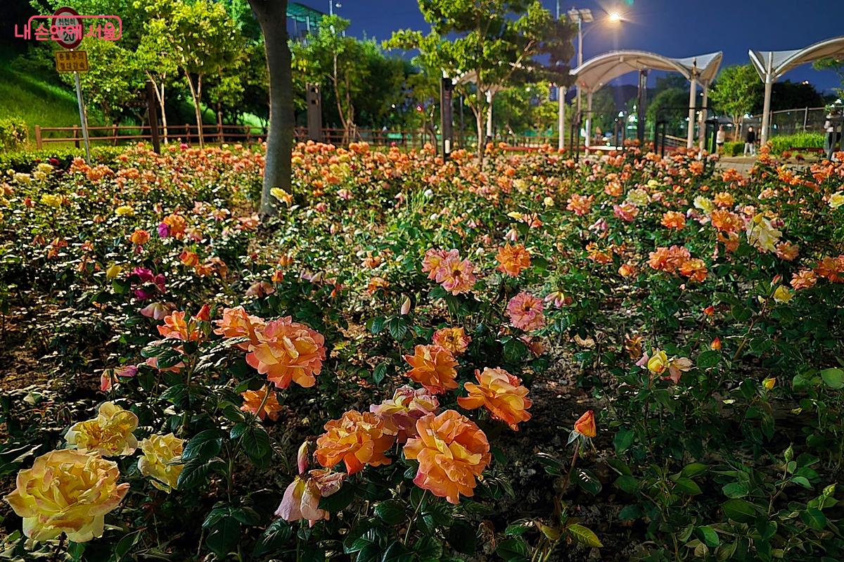 안양천 생태초화원에 핀 장미의 밤 풍경 &copy;조성희