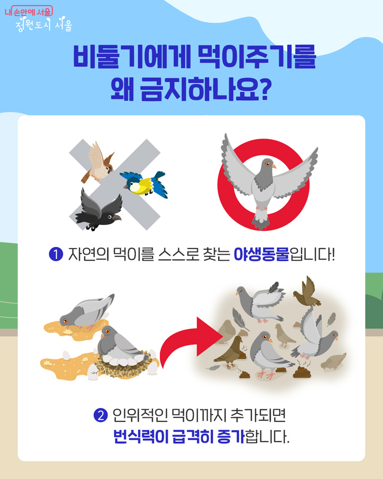 비둘기 먹이주기 금지 이유