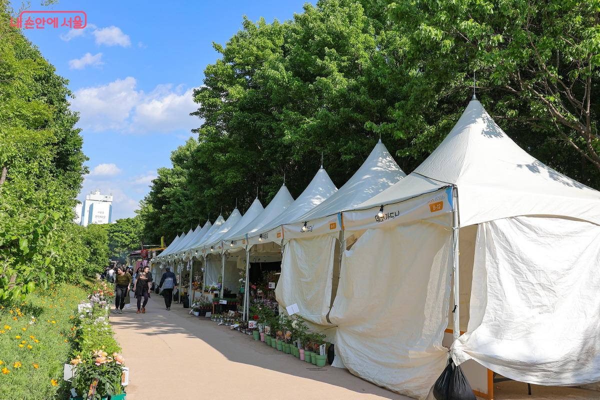각양각색의 꽃을 판매하고 있다. &copy;박성환