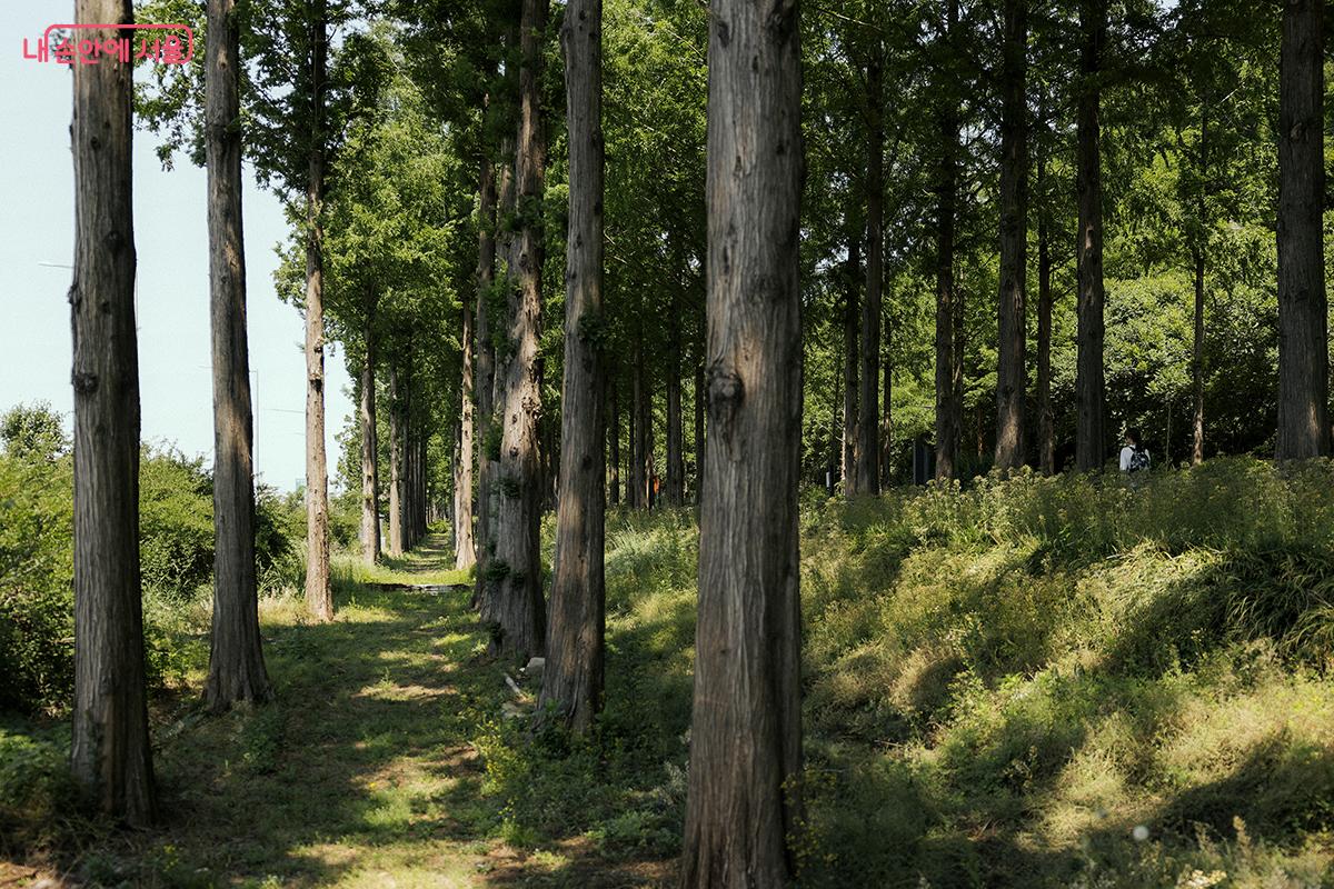 가장 바깥쪽의 ‘소곤소곤길’은 도심과 차단된 듯한 깊은 자연의 정취를 제공한다. ©김아름