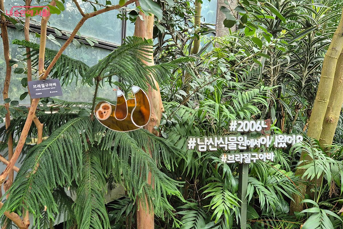'브라질구아바'는 나무늘보가 즐겨먹는 열매가 열린다.