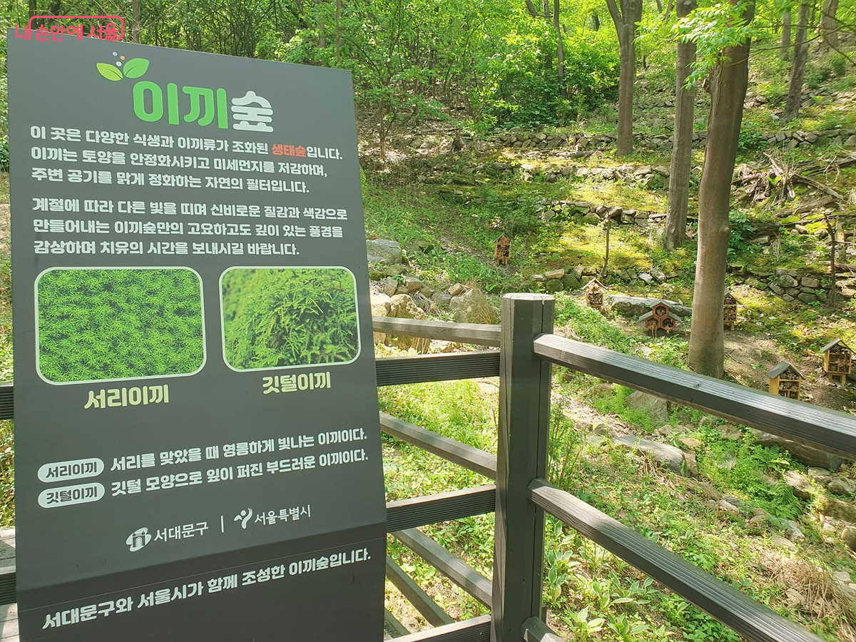 서울시와 서대문구가 함께 조성한 안산자락길 이끼숲 &copy;김병규