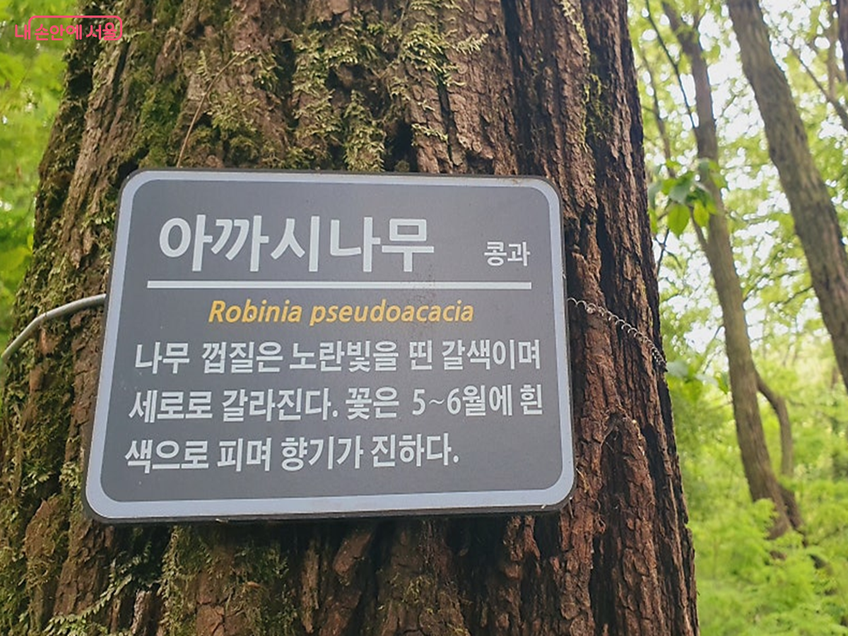아까시나무는 우리나라의 대표적인 밀원식물이다. &copy;김병규