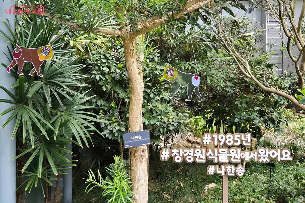 '나한송'의 붉은 열매는 '맨드릴원숭이'의 빨간 엉덩이를 연상시킨다. 