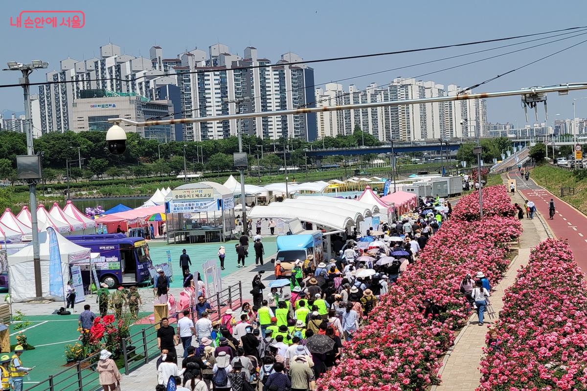 장미가 만개한 중랑천 장미길을 따라 시민들이 걷기대회를 즐기고 있다. &copy;조연