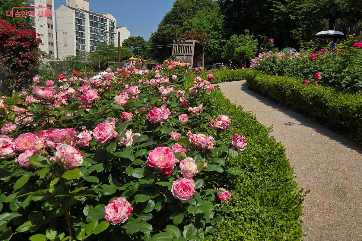 장미의 향연은 산책로를 걷는 것만으로도 감동이었다. &copy;김미선