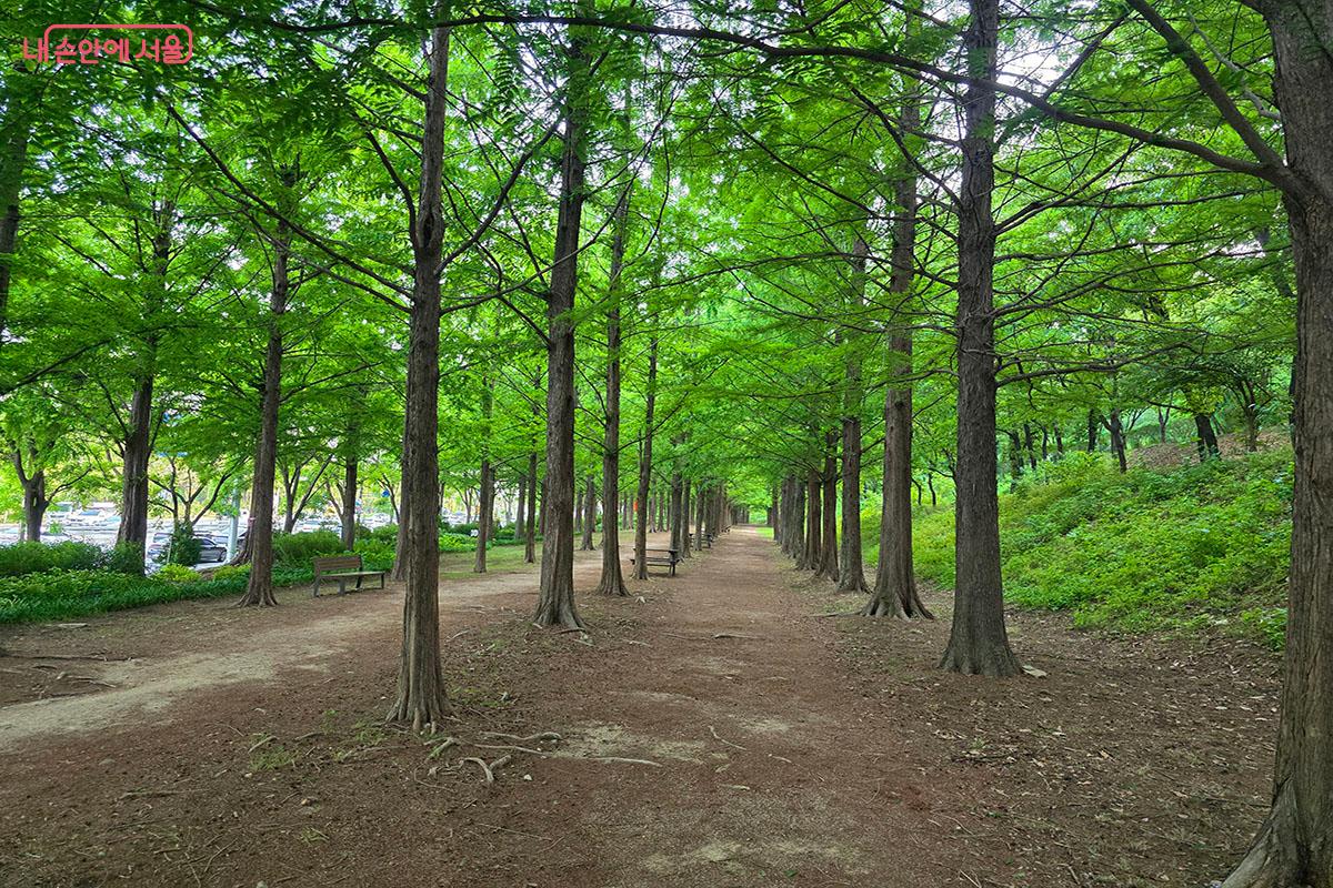 하늘을 향해 길게 쭉 솟아오른 메타세쿼이아 나무들이 시원한 그늘막을 만들어준다. &copy;이정민