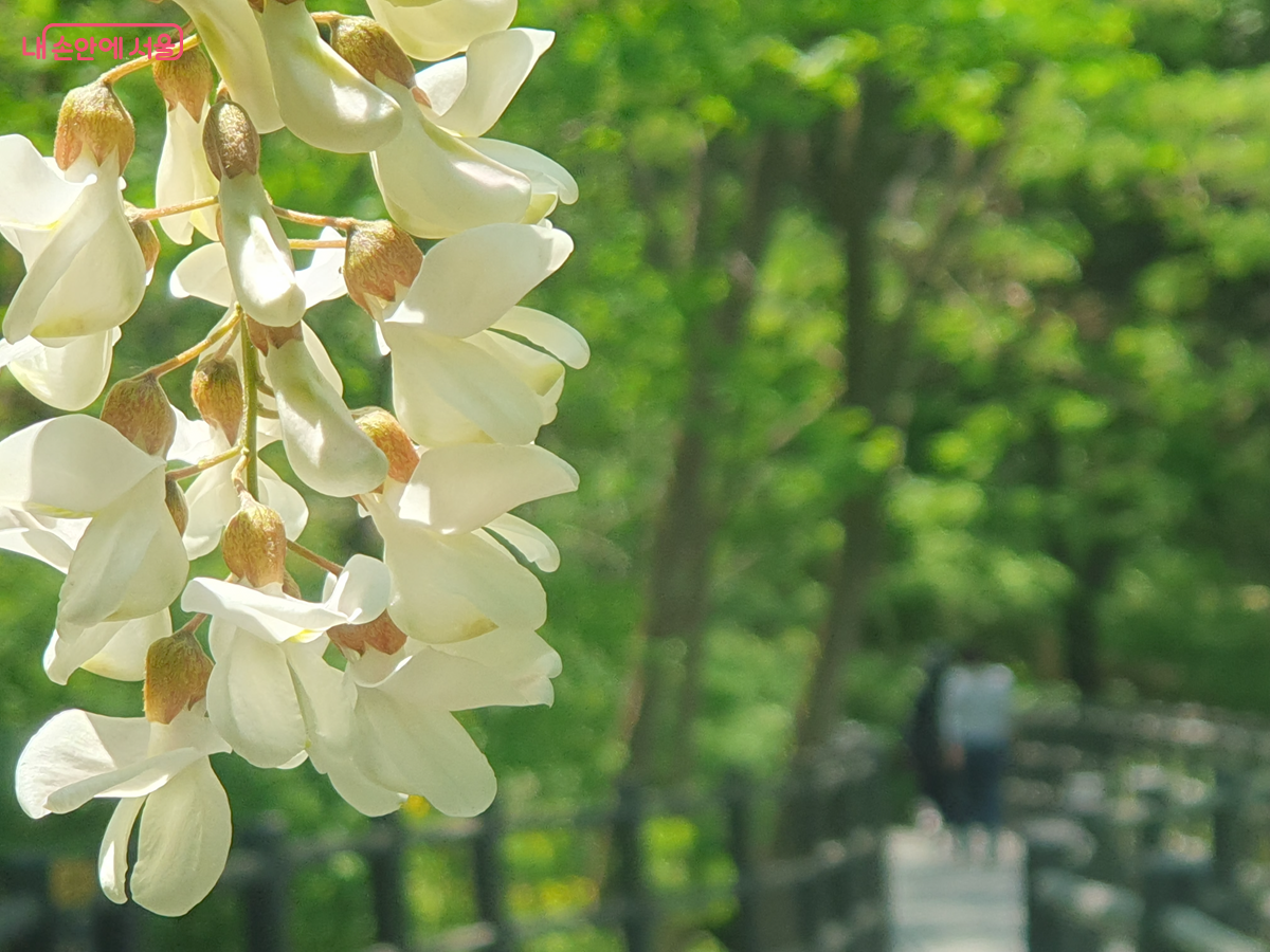  서대문 산책명소 안산자락길은 서울 아까시나무의 대표 명소다. &copy;김병규