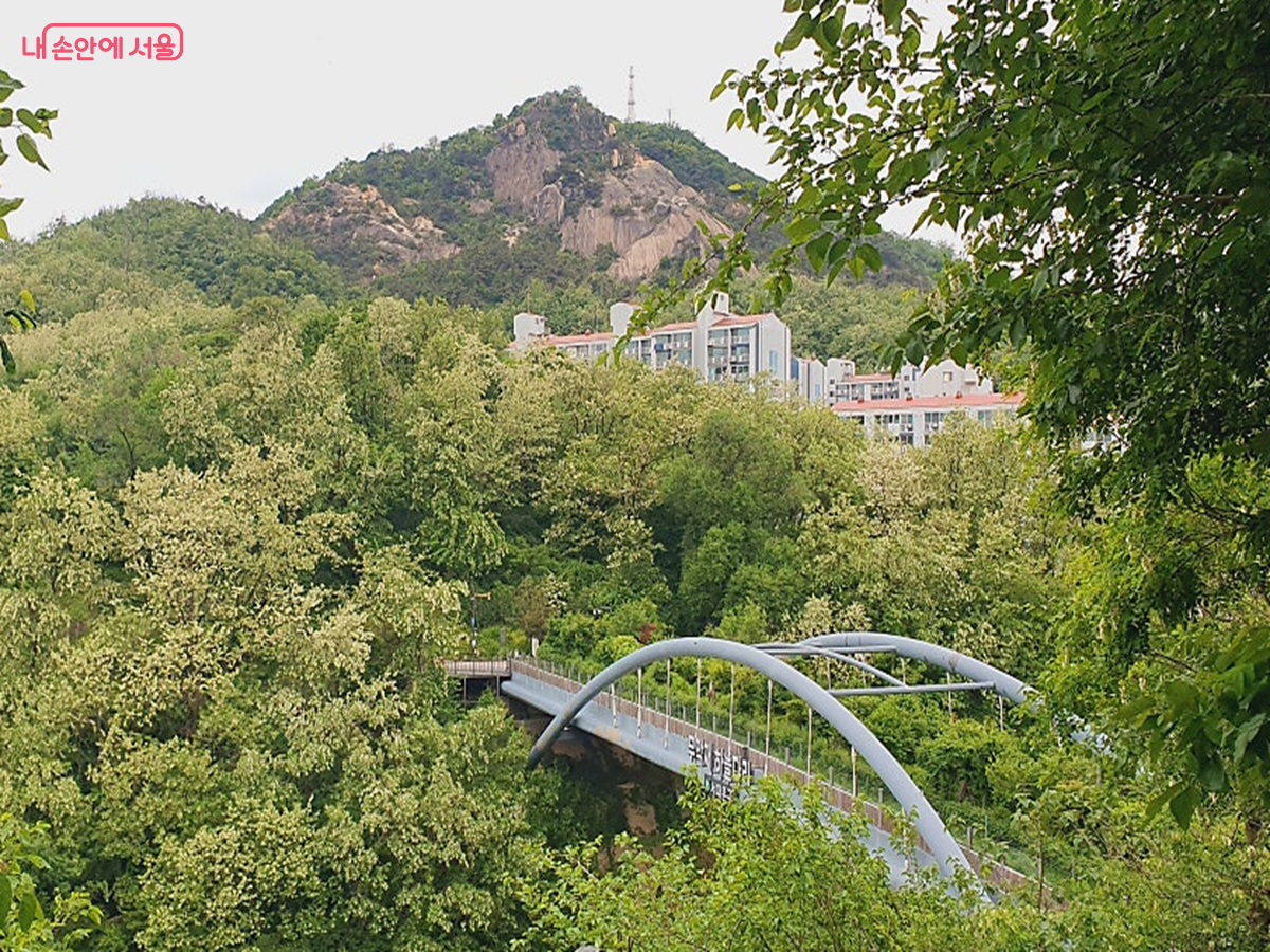 안산 무악재하늘다리 부근의 아까시나무 군락 &copy;김병규