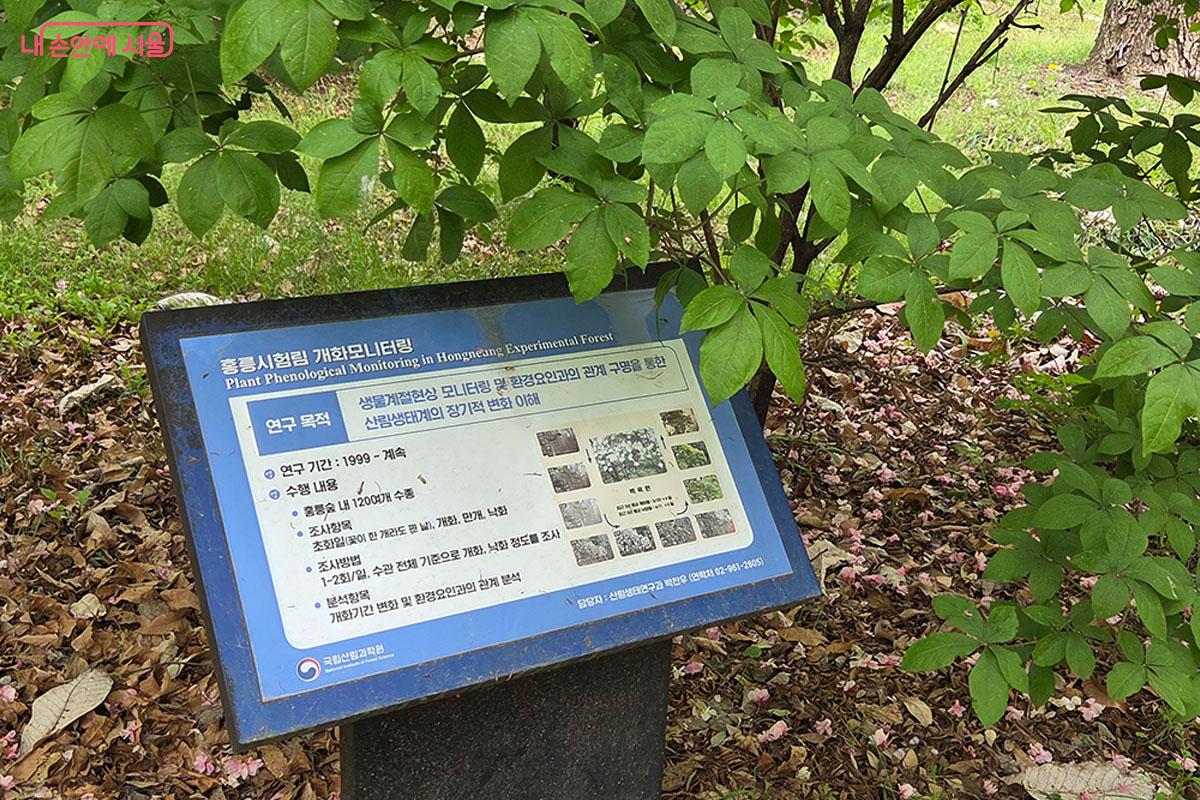 산림생태계의 변화를 이해하기 위해 1999년부터 이어온 홍릉시험림 개화 모니터링 연구 ©이다현