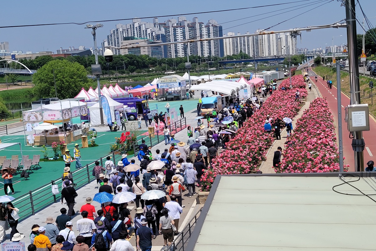 장미 따라 걷고 머물다&hellip;중랑 서울장미축제의 하루