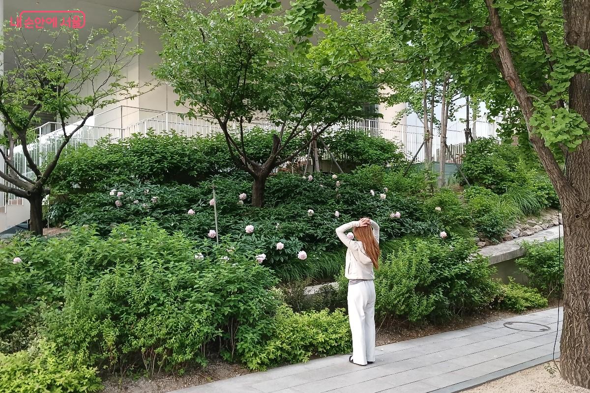 청진공원 꽃 핀 모습
