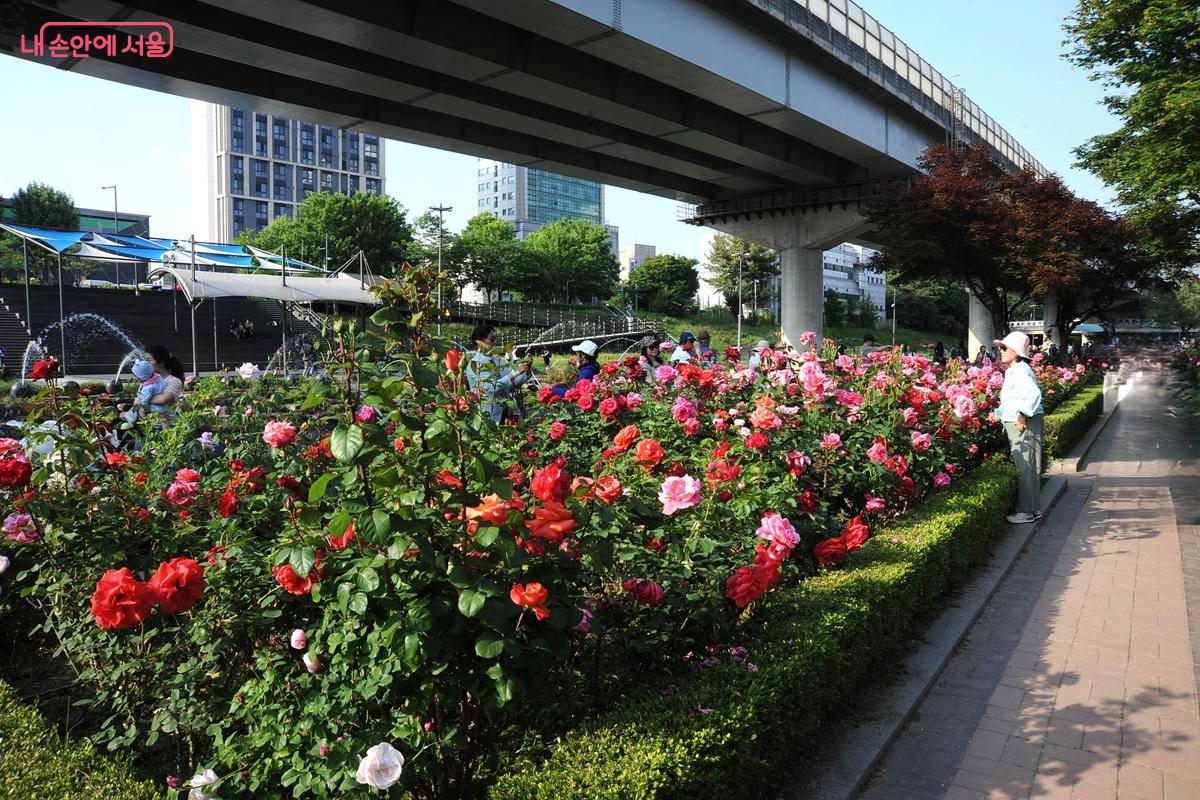 중랑천과 만나는 묵동천 산책로를 따라 만개한 장미꽃 &copy;조수봉
