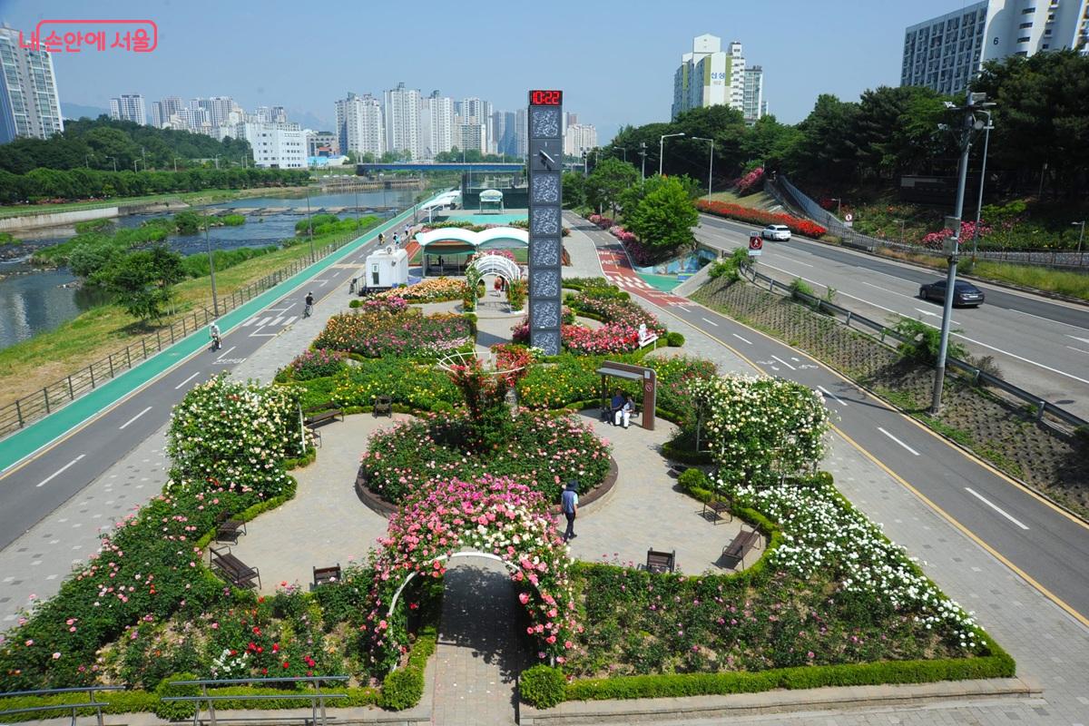 면목체육공원에도 장미정원이 조성됐다. &copy;조수봉