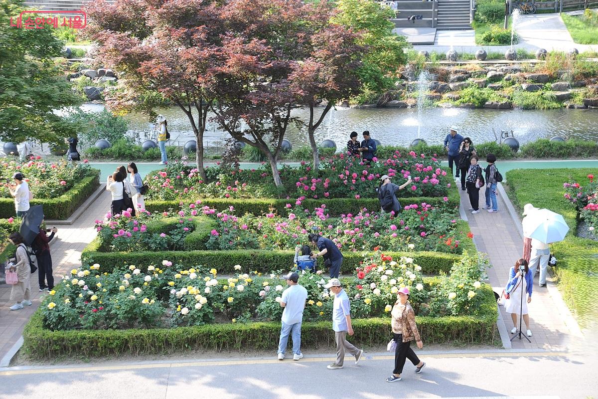 장미전망대에서 본 묵동천변 수림대공원에도 장미꽃이 만발했다. &copy;조수봉