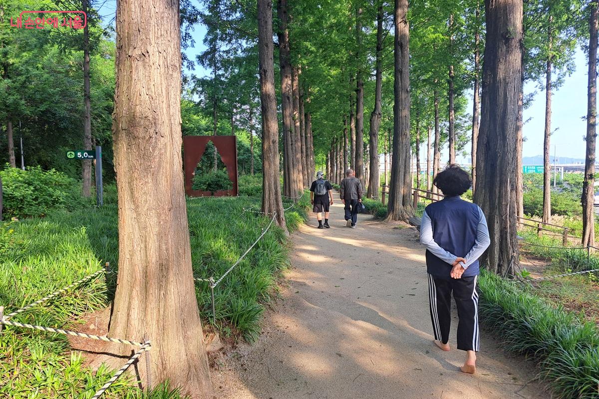 월드컵공원 메타세쿼이아 숲길 &copy;홍지영
