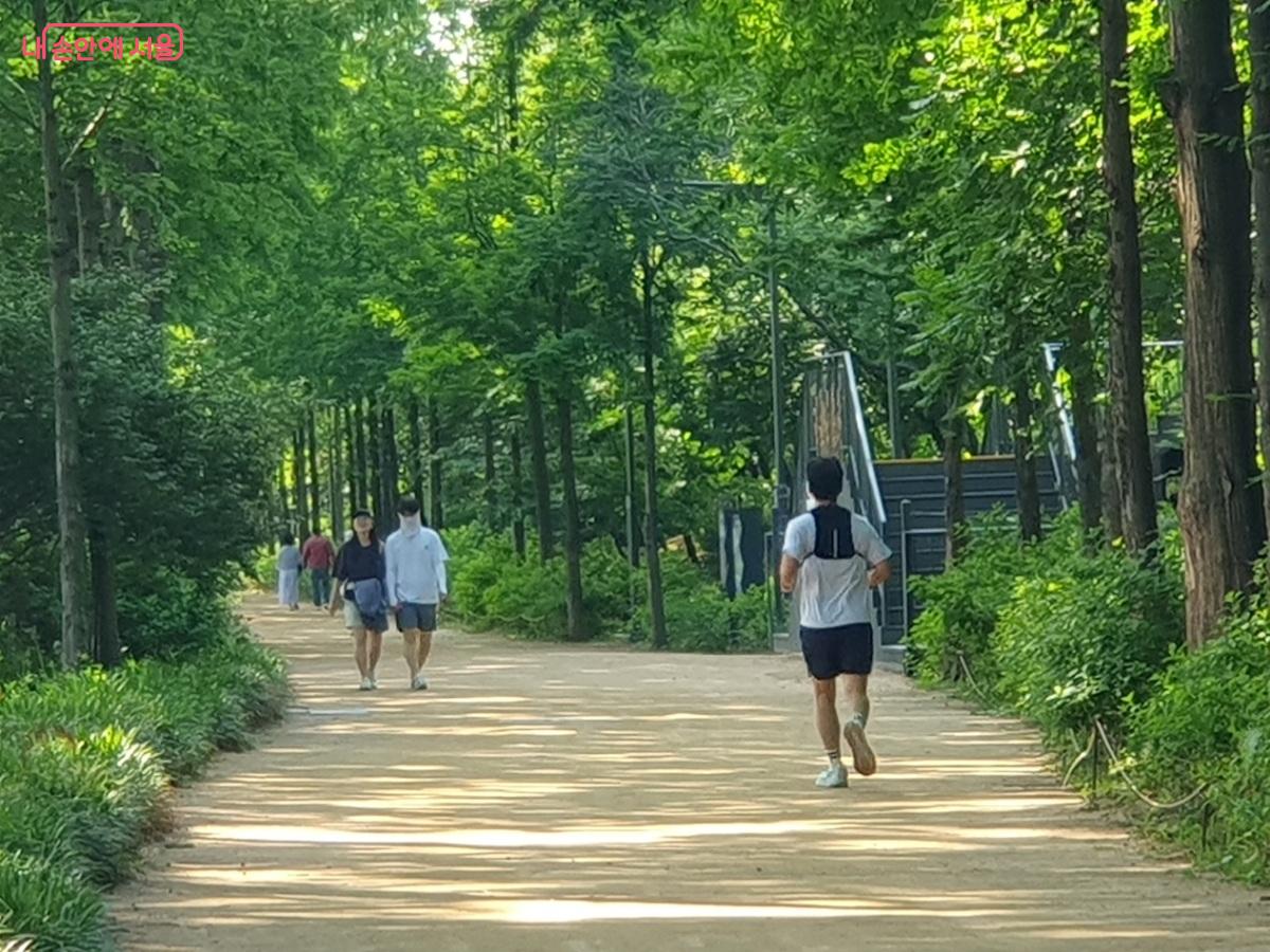 메타세쿼이아 숲길을 달리는 러너들 ©엄윤주