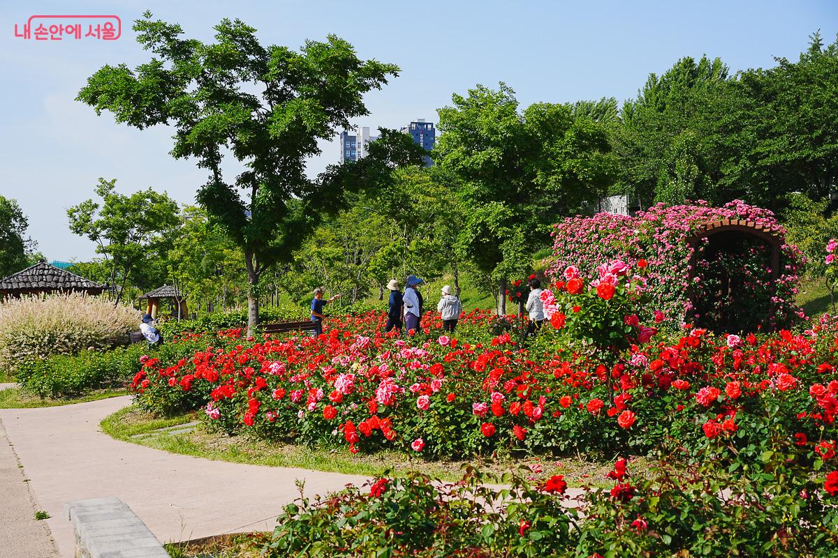 화창한 낮 시간대 안양천 변을 따라 붉은색 장미 화단이 길게 이어져 있고 시민들이 양산을 쓴 채 산책하는 풍경