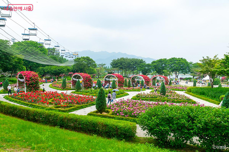 서울대공원 장미원 축제가 5월 30일부터 6월 7일까지 개최된다.