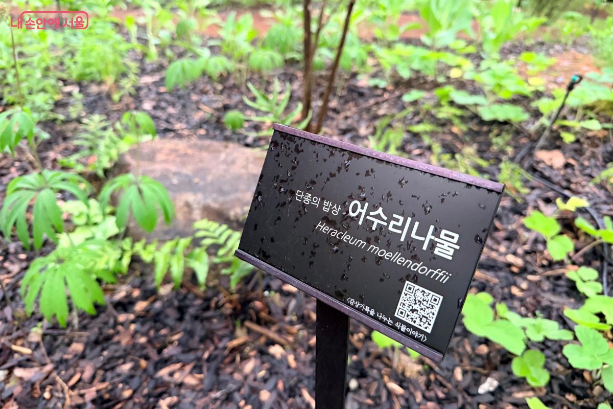 단종의 밥상에 자주 오른 어수리나물
