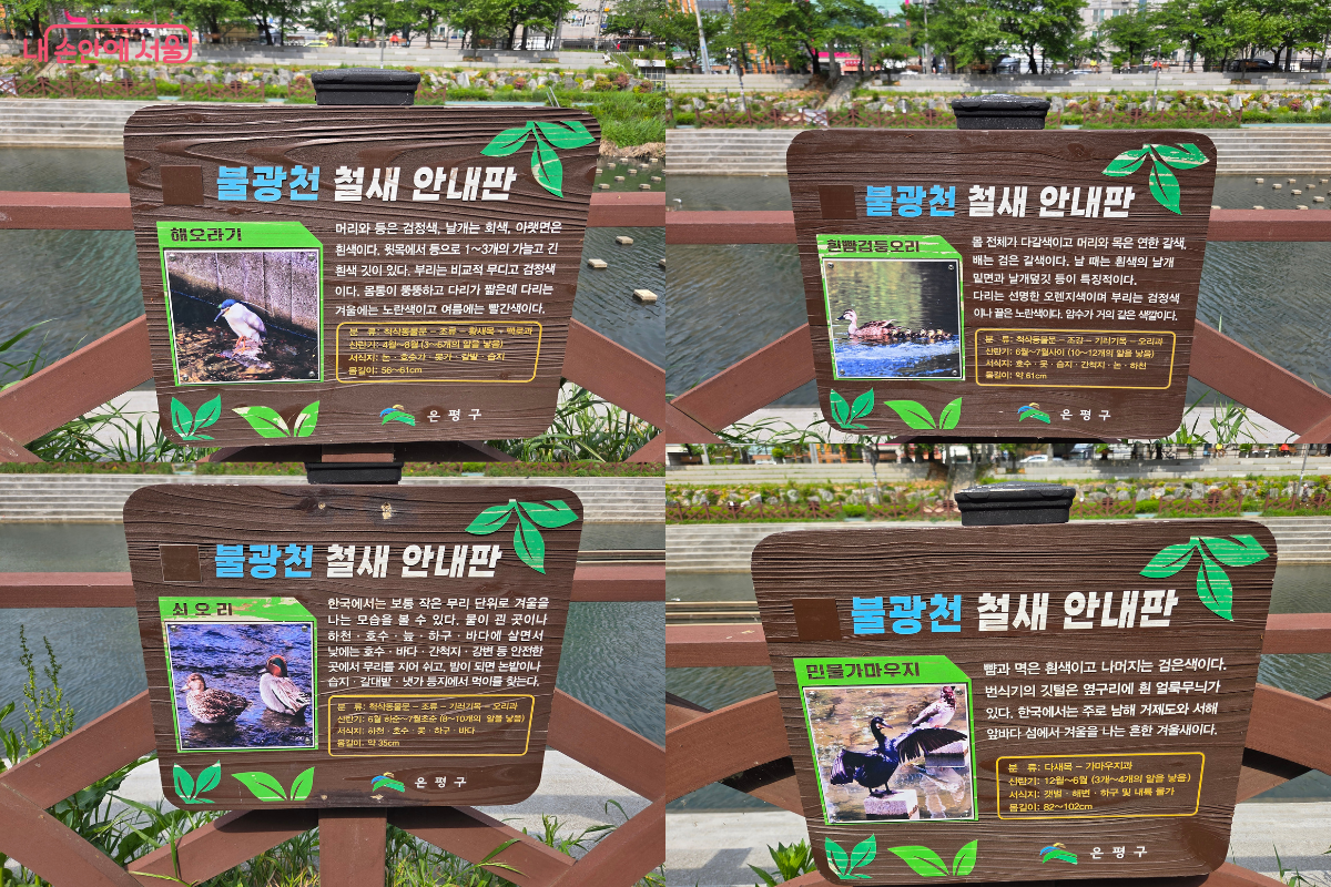 불광천에서 만날 수 있는 철새 안내판 ©김승아