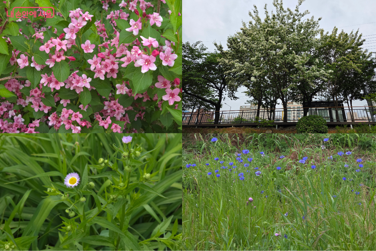산책길 곳곳에서 만날 수 있는 봄꽃 풍경 ©김승아