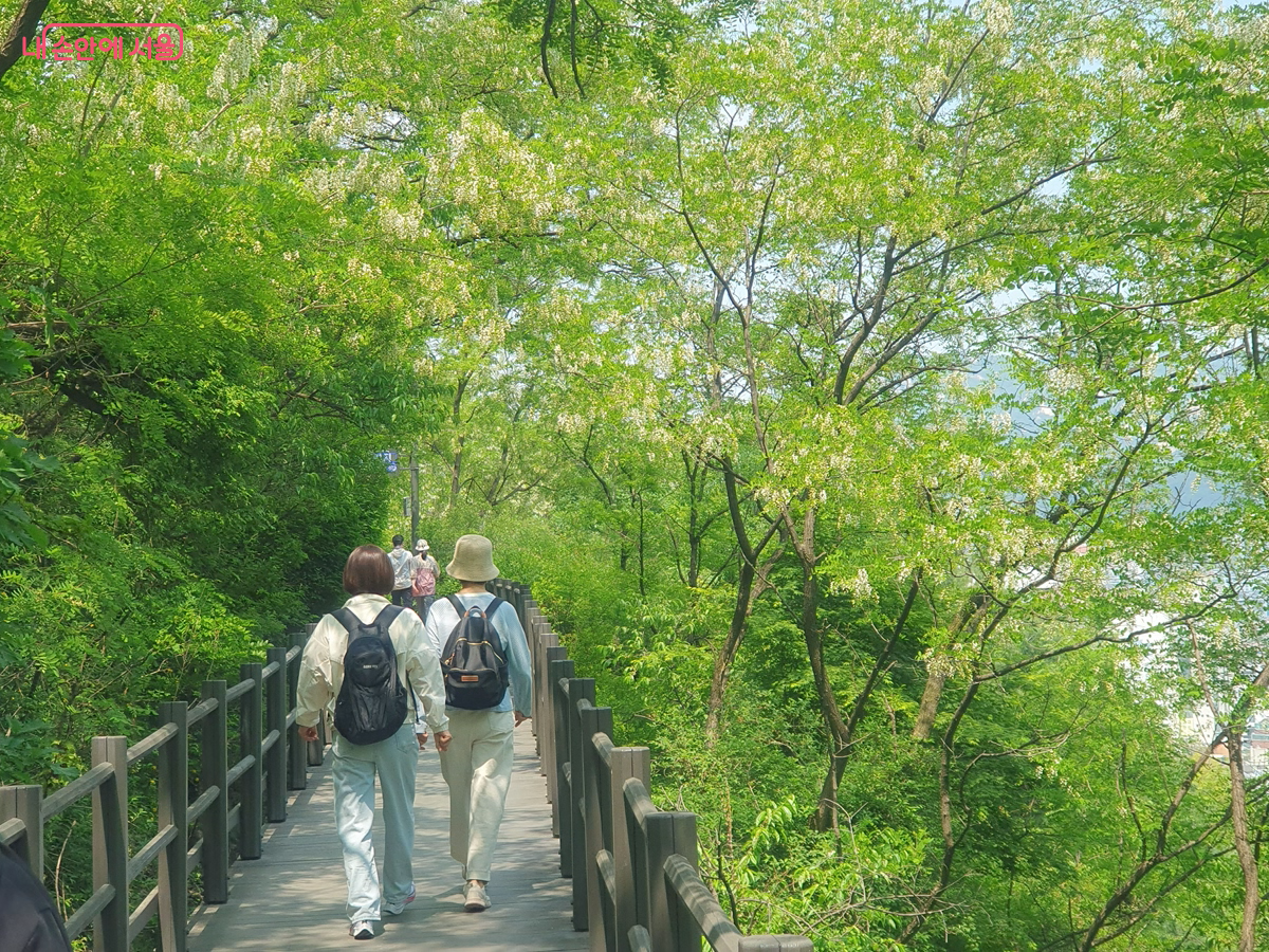 안산자락길 아까시나무 꽃 터널 &copy;김병규