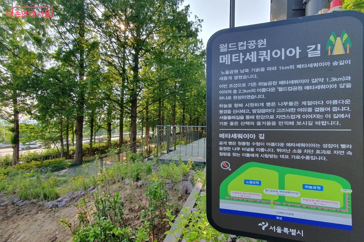 5월 22일 새롭게 개방된 노을공원 메타세쿼이아 길 ©엄윤주
