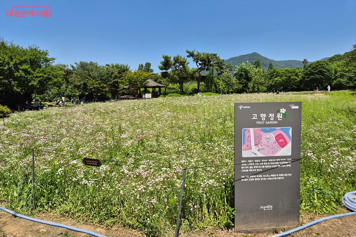 주제정원 중 한곳인 '고향정원'에는 계절마다 다른 꽃을 감상할 수 있는 광활한 꽃단지가 있다.