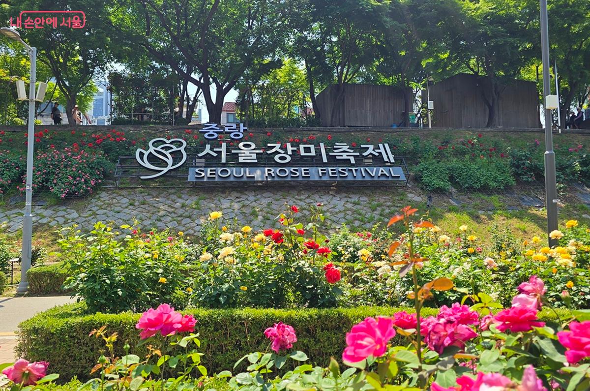 중랑 서울장미축제 현장 &copy;조성희