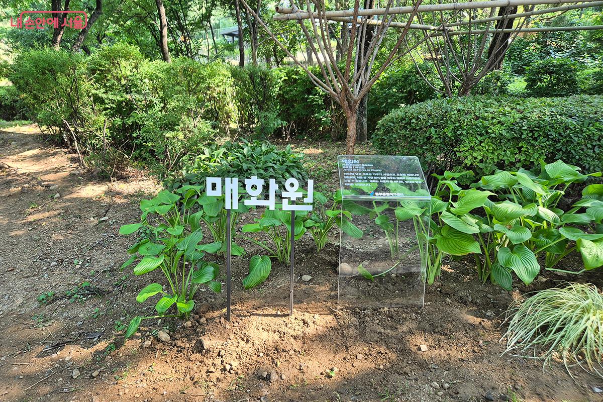 &lsquo;자연과 생태의 숲 정원&rsquo;으로 조성된 매화원 &copy;정향선
